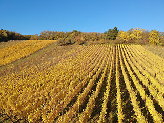 Image showing a view over a vineyard at Alsace France in autumn light