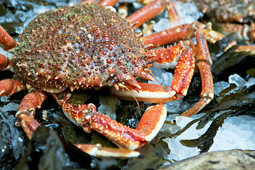 Image showing Crab