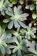 Image showing Green succulent plant background. 