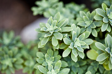 Image showing Green succulent plant closeup on ceramic pot.
