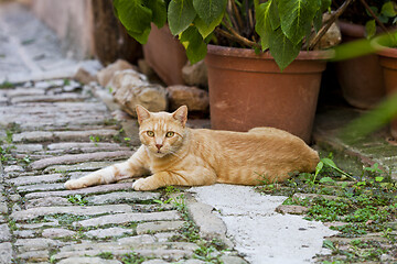 Image showing Beautiful red cat in a small Italian town