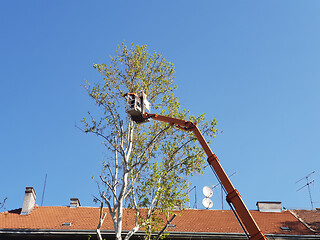 Image showing Worker with a chainsaw trimming the tree branches on the high Hy