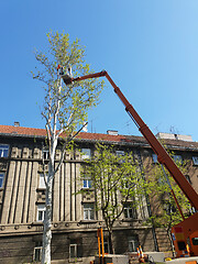 Image showing Worker with a chainsaw trimming the tree branches on the high mo