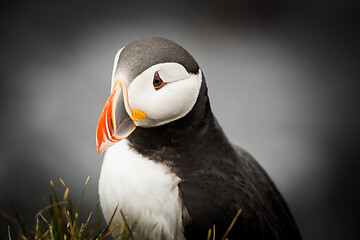 Image showing Atlantic Puffin