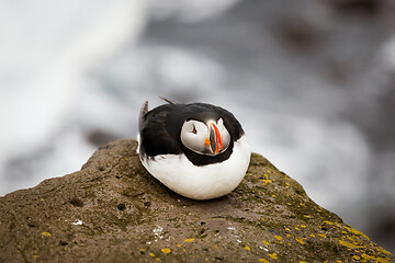 Image showing Atlantic Puffin