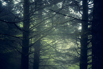 Image showing Beautiful forest landscape\r