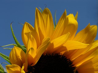 Image showing Sunflower