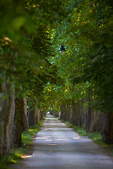 Image showing country road trought tree  alley in