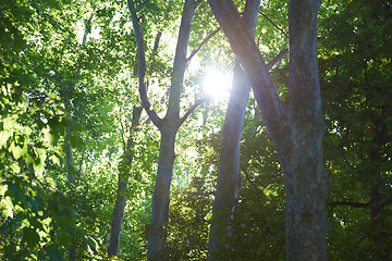 Image showing tree branches