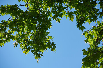 Image showing tree branches