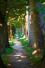 Image showing country road trought tree  alley in