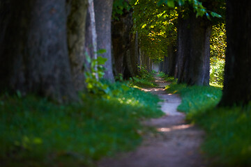 Image showing country road trought tree  alley in