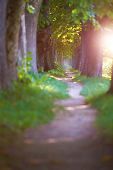 Image showing country road trought tree  alley in