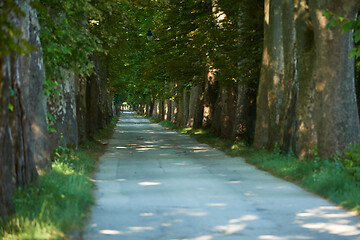 Image showing country road trought tree  alley in