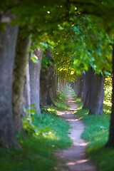 Image showing country road trought tree  alley in