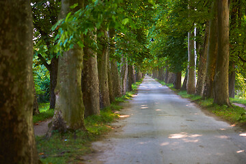 Image showing country road trought tree  alley in