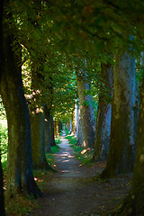 Image showing country road trought tree  alley in