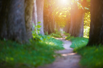 Image showing country road trought tree  alley in