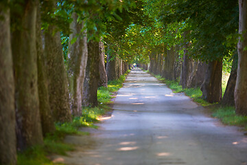 Image showing country road trought tree  alley in