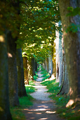 Image showing country road trought tree  alley in