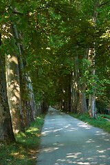 Image showing country road trought tree  alley in