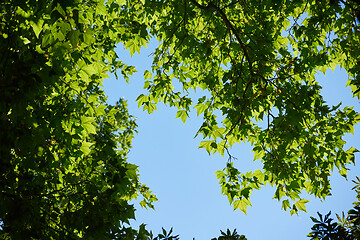 Image showing tree branches