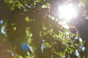 Image showing tree branches