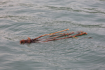 Image showing Drift Wood in Lake