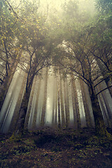 Image showing Beautiful forest landscape\r