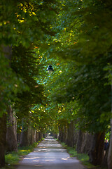 Image showing country road trought tree  alley in