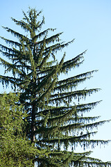 Image showing tree branches