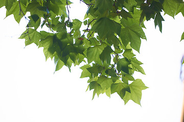 Image showing tree branches