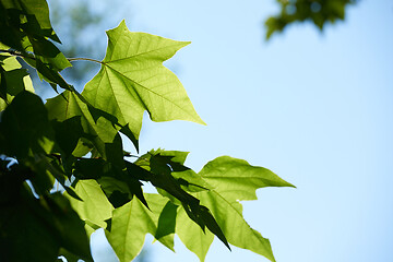 Image showing tree branches