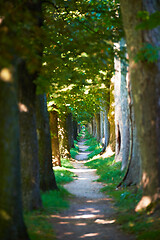 Image showing country road trought tree  alley in