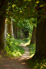 Image showing country road trought tree  alley in