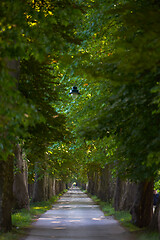 Image showing country road trought tree  alley in