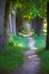 Image showing country road trought tree  alley in