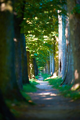 Image showing country road trought tree  alley in