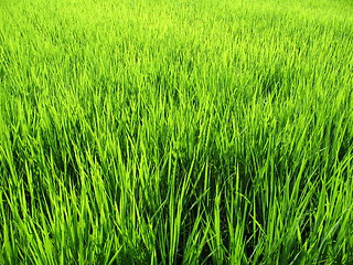 Image showing Luscious green wheat field
