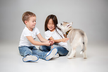 Image showing Portrait of a joyful little girl and boy having fun with siberian husky puppy on the floor at studio