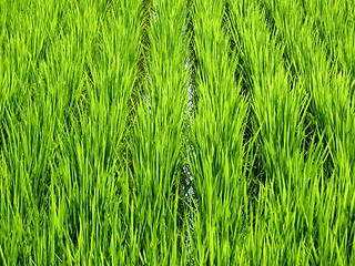 Image showing Luscious green wheat field