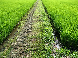 Image showing Pathway in the middle of a field