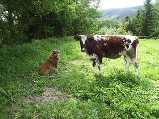 Image showing Cow and dog