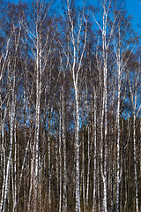 Image showing Birch trees woodland