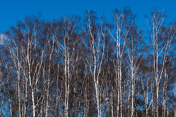 Image showing Sunlit birch tree forest