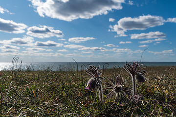 Image showing Small Pasque flowers by the coast