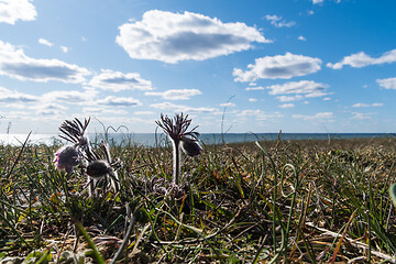 Image showing Group with small Pasque flowers