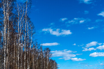 Image showing Birch trees by blue skies