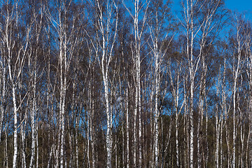 Image showing Birch trees grove