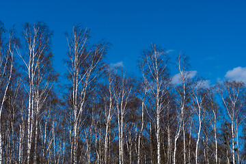 Image showing In the birch tree wood